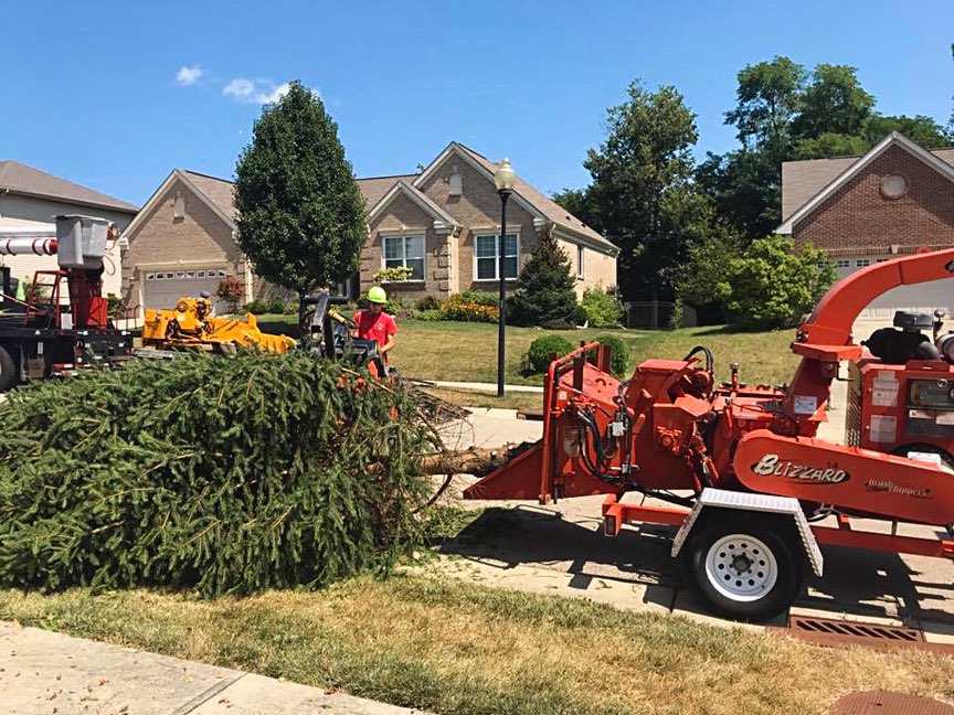 Tree Services - Removal and Trimming angieslist.com